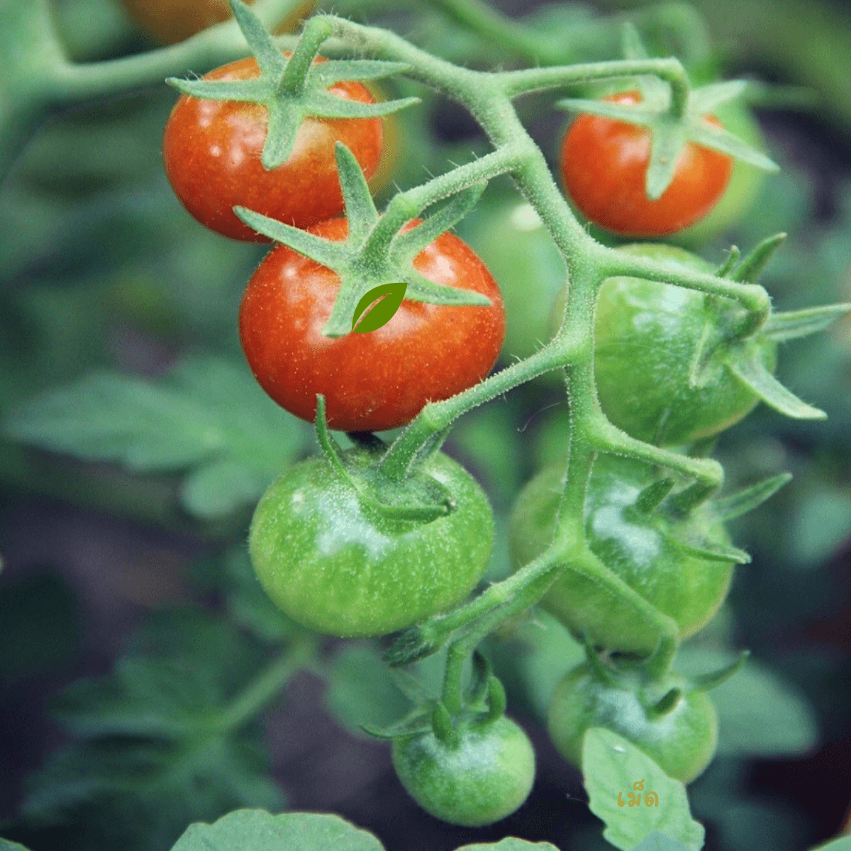 มะเขือเทศเชอร์รี่สีแดง