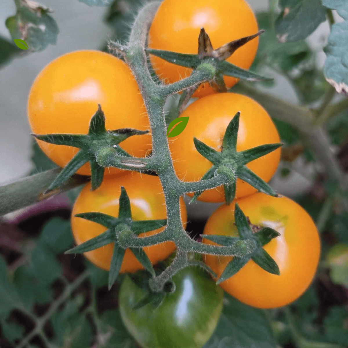 มะเขือเทศเชอร์รี่สีเหลือง