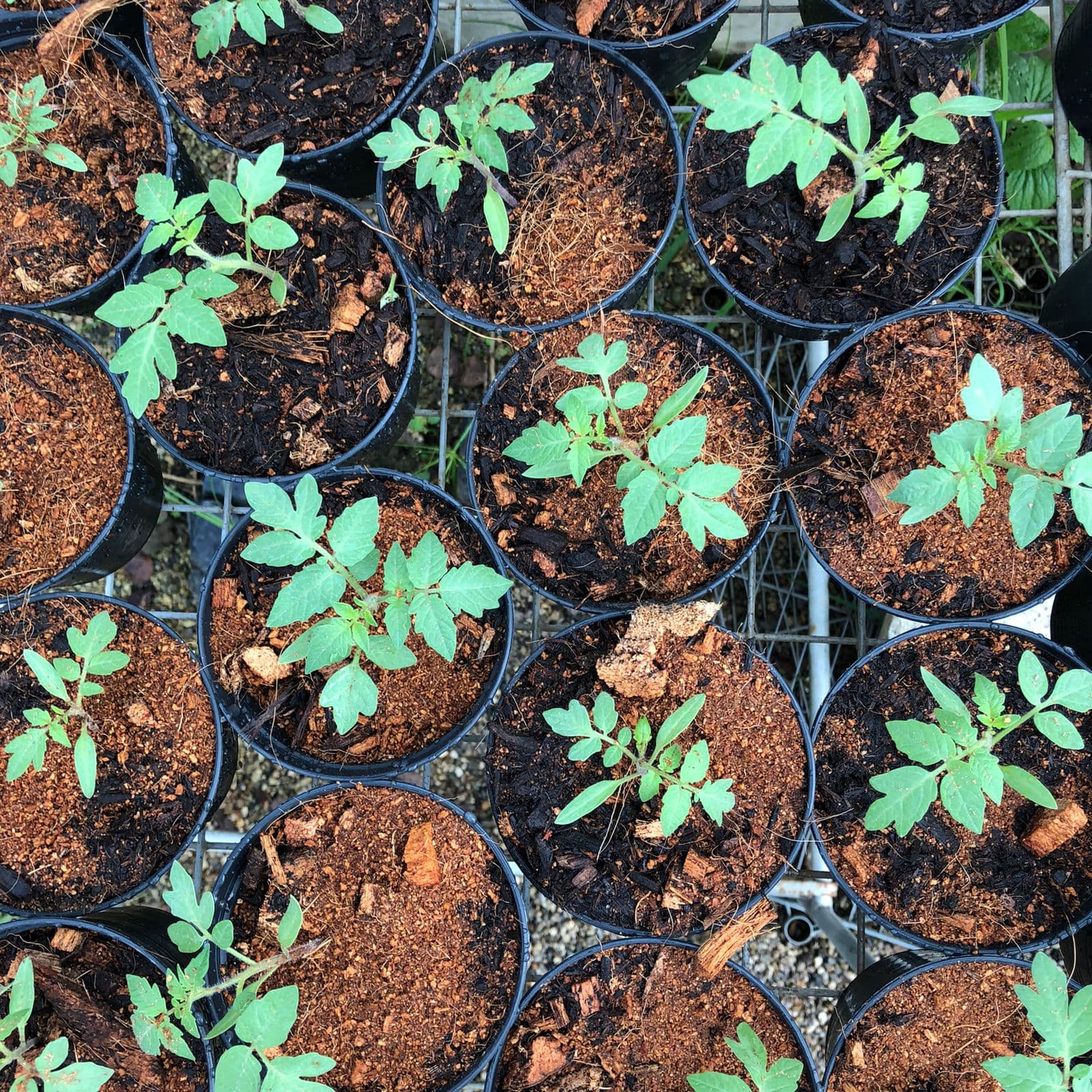 ดินปลูกออร์แกนิกคุณภาพสูง