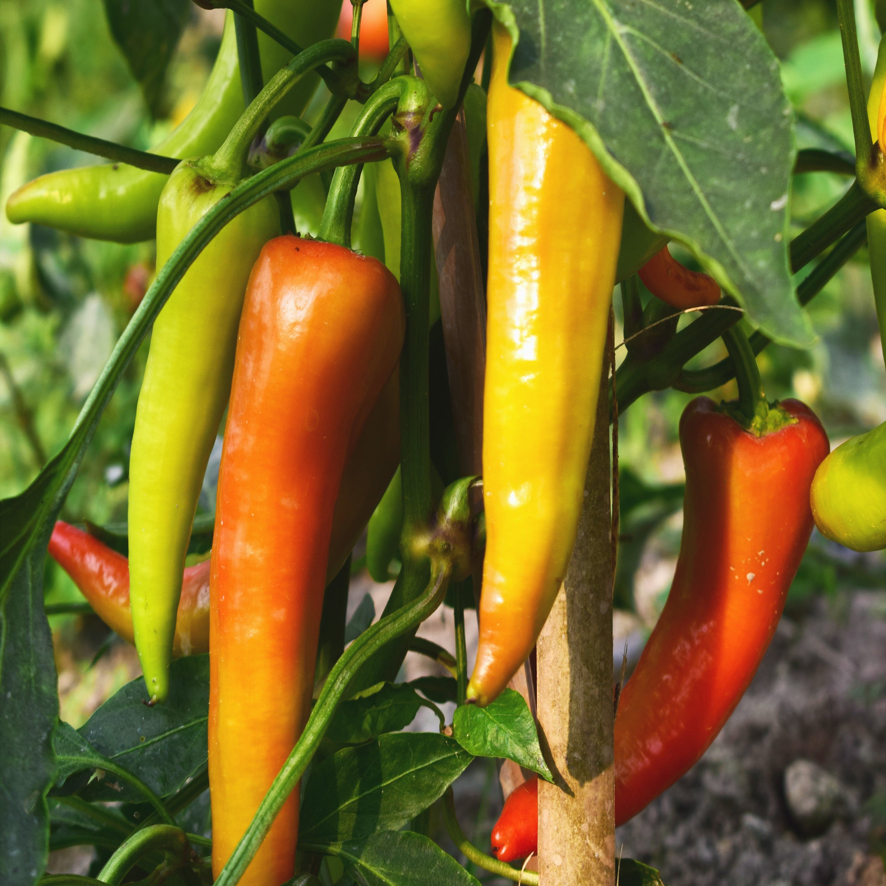 เมล็ดพันธุ์ดั้งเดิม ออร์แกนิก ไม่ดัดแปลงพันธุกรรม