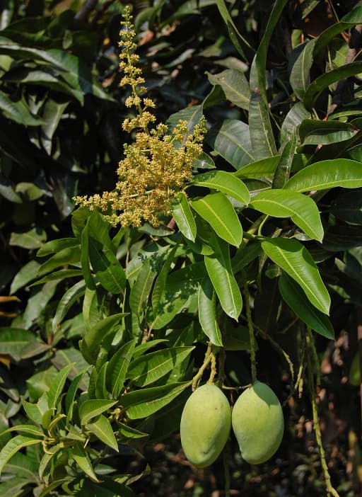 Mango flowers and fruit on a tree