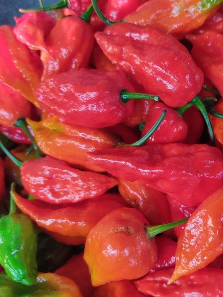 Ghost Pepper Seeds