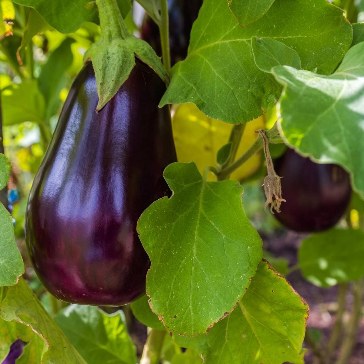 Purple Eggplant Seeds