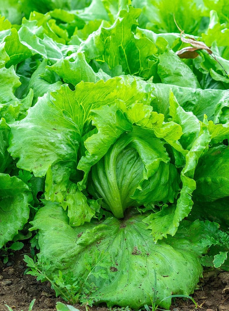 Iceberg Lettuce Seeds