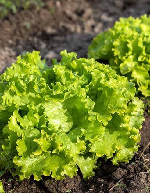 Green Batavia Lettuce Seeds
