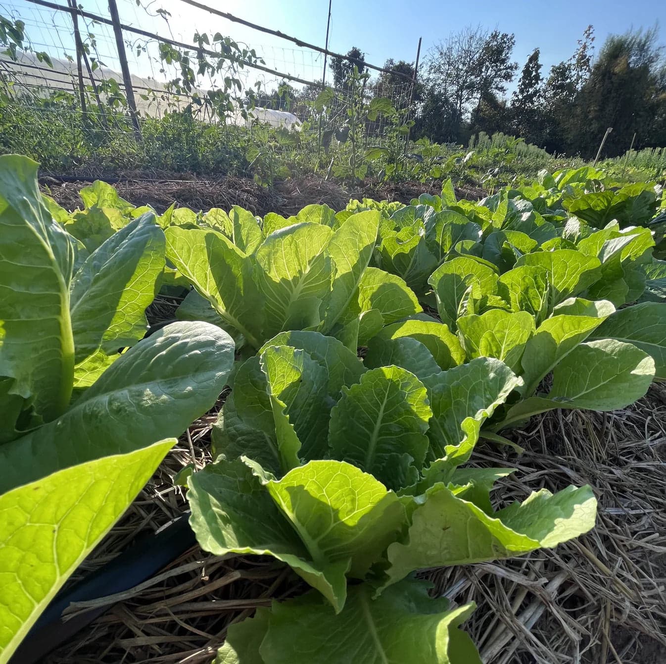 Green Cos Lettuce Seeds