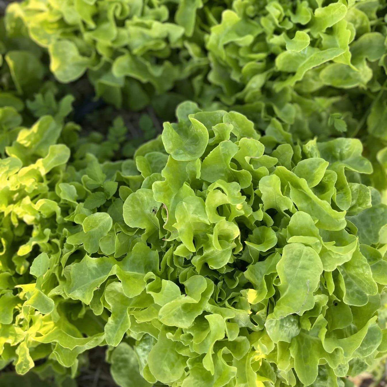 Green Oak Lettuce Seeds