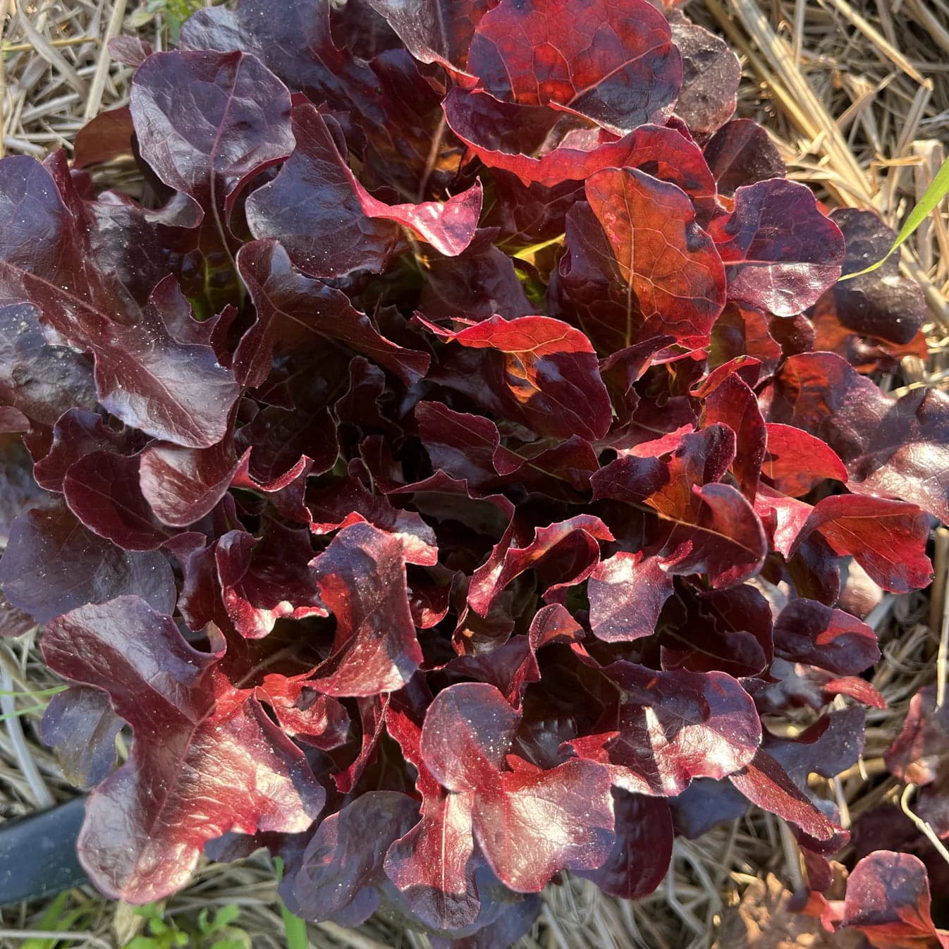 Red Oak Lettuce Seeds