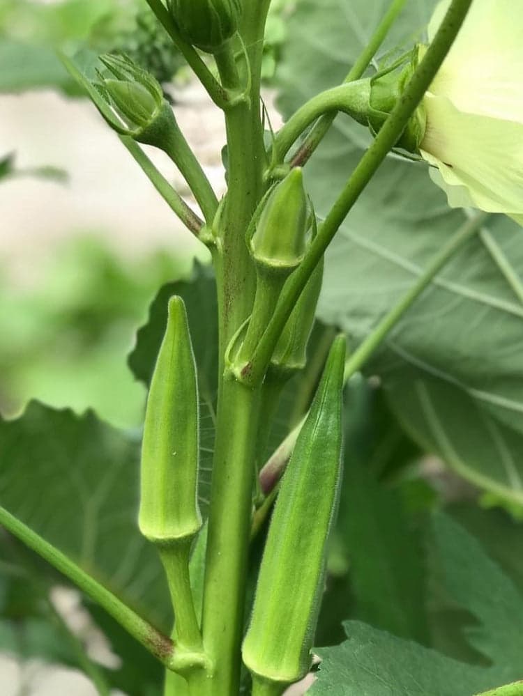 Lady’s Finger Okra Seeds