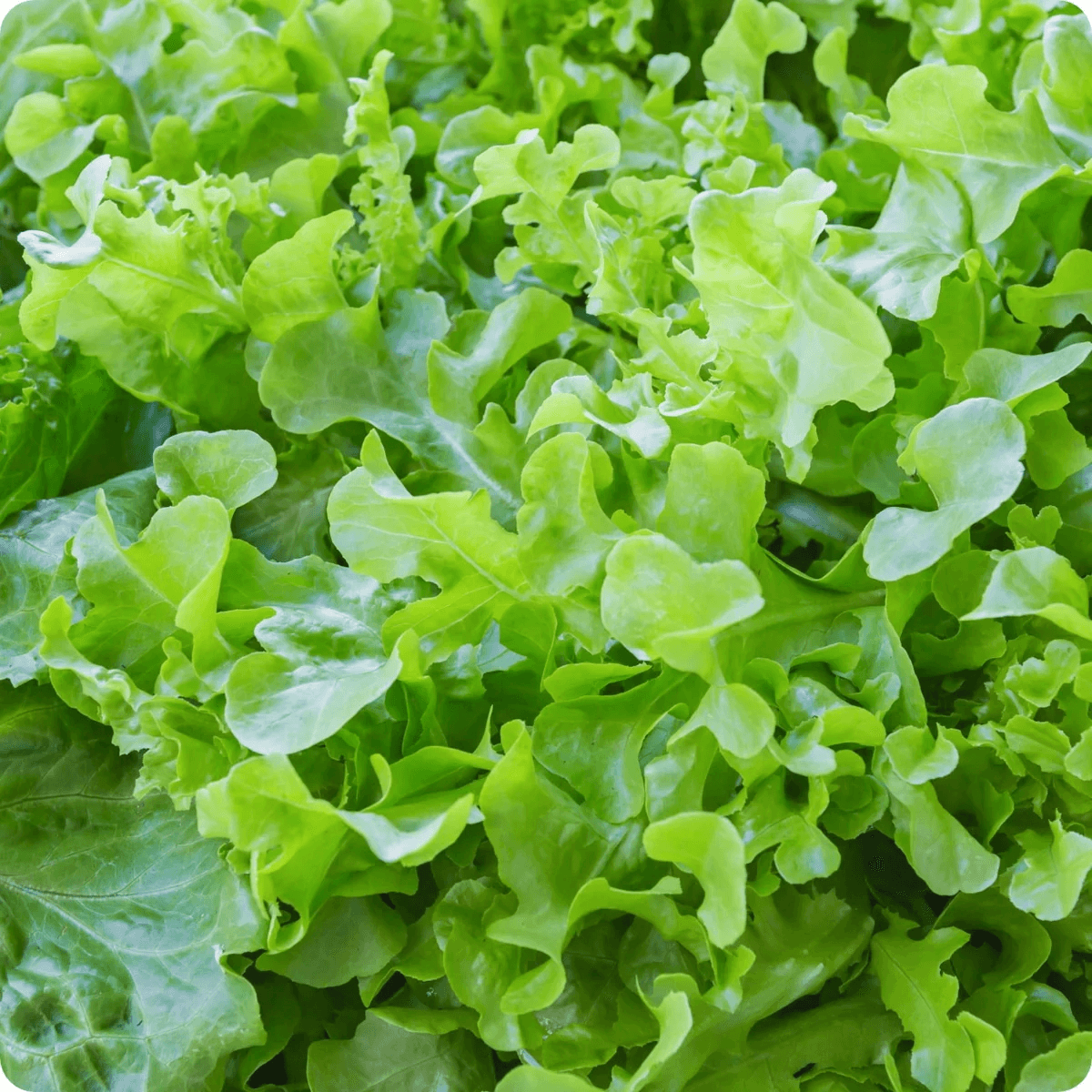 Salad Bowl Lettuce Seeds