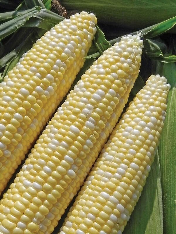 Sweet Corn Seeds