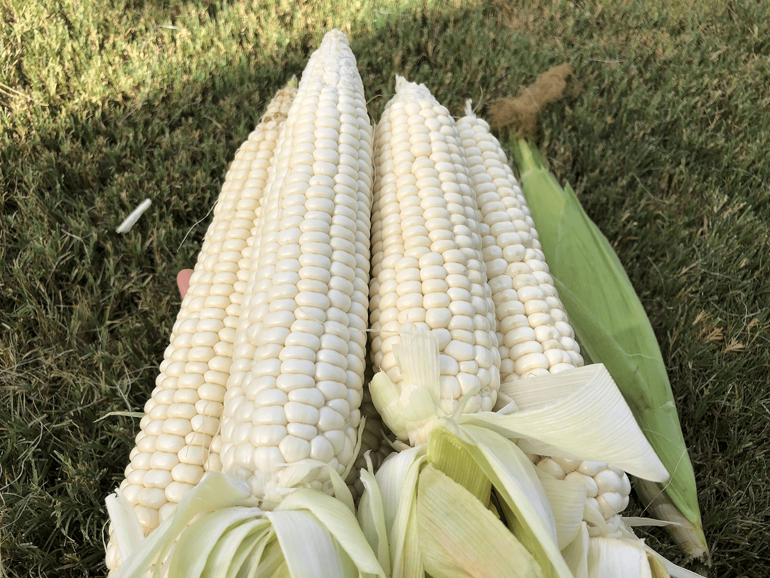 White Sticky Corn Seeds