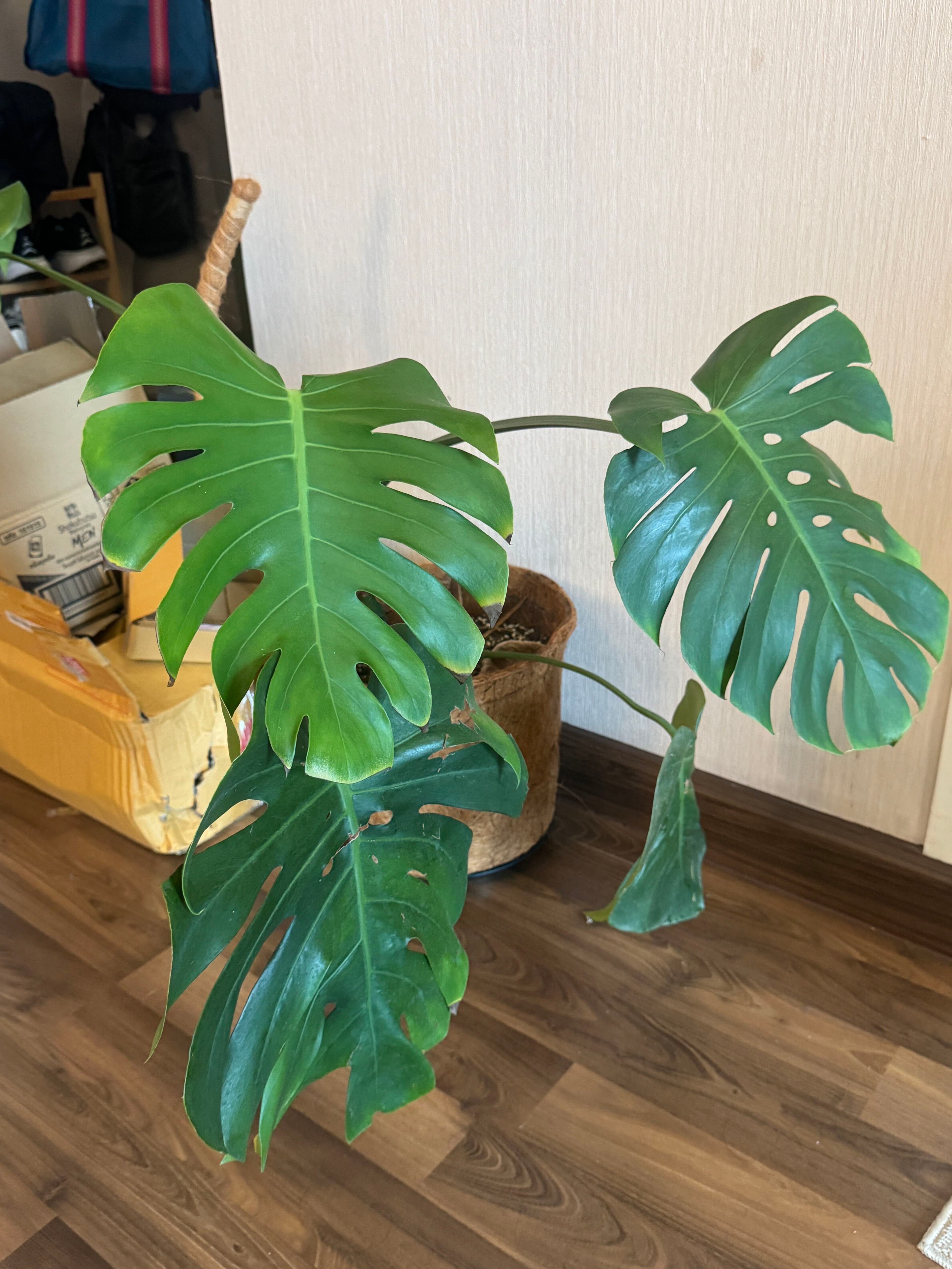 After photo: the houseplant with broad green split leaves, photographed indoors beside a wall.