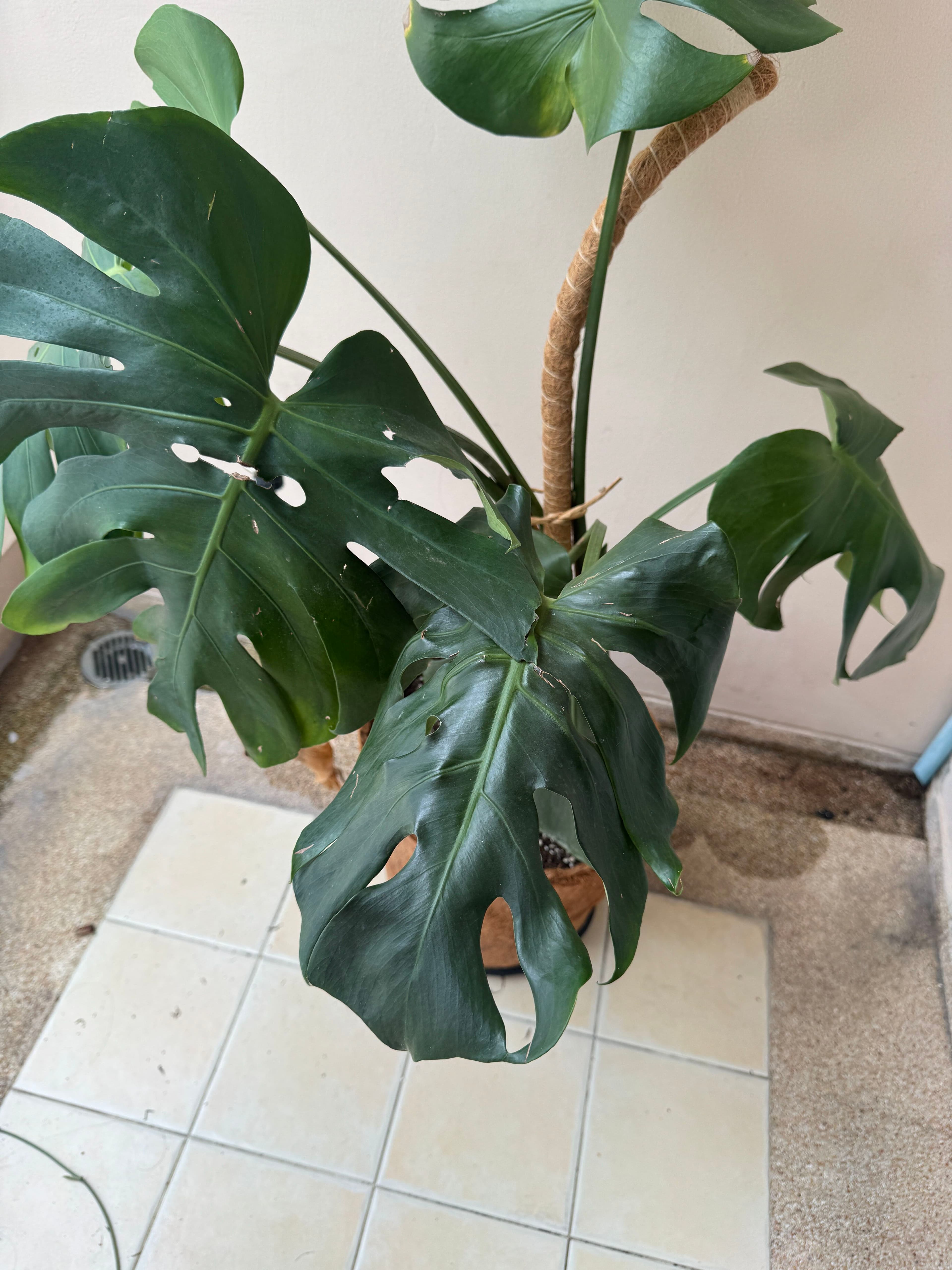 Before photo: a houseplant with large split leaves supported by a coir pole, photographed from above.